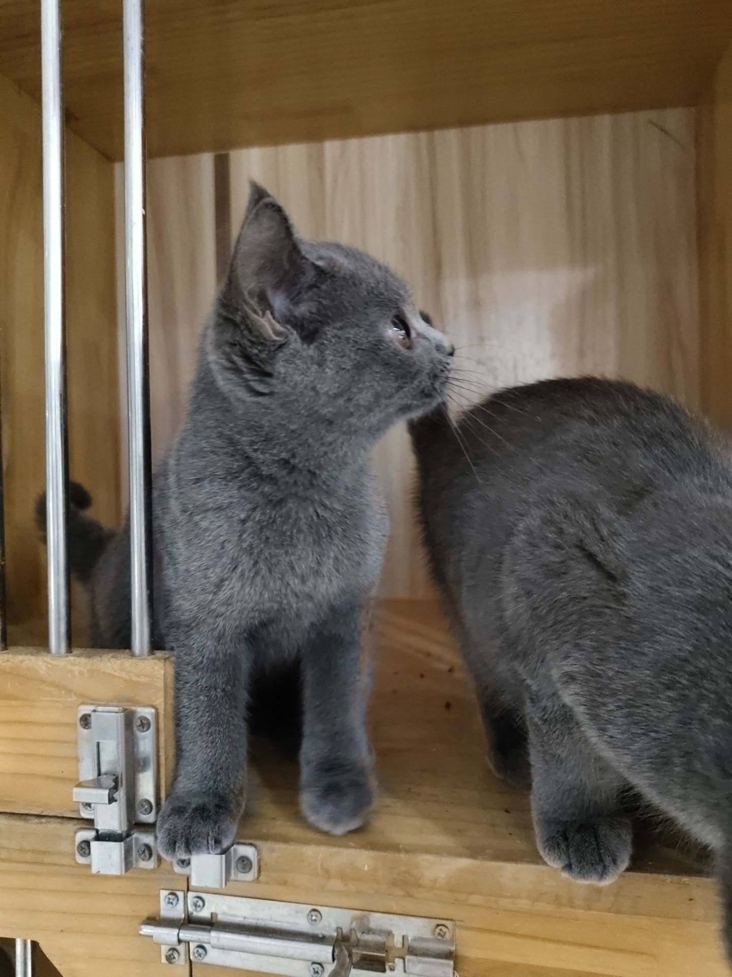 小蓝猫出售，价格便宜